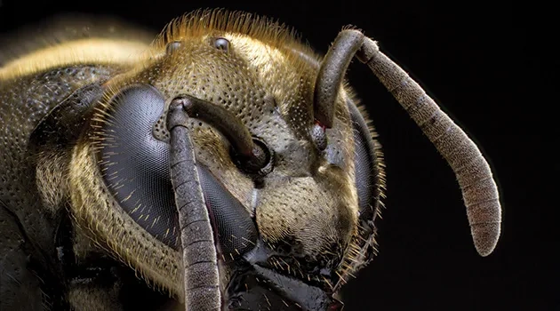 Brachygastra mellifica