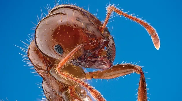 Solenopsis invicta - fire ant worker