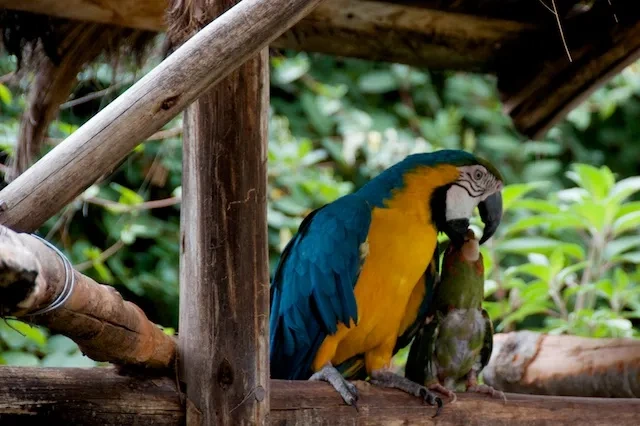 23. Parrot Buddies