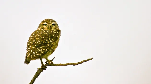A Guide to the Deficit Aviary