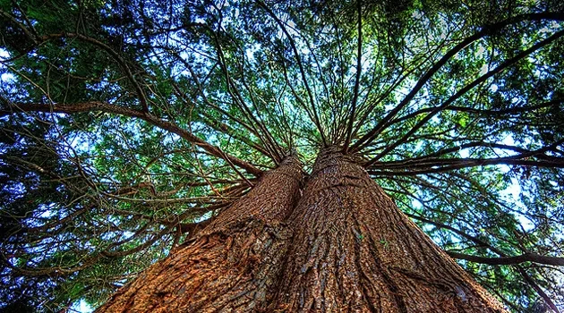 Texas Scientists Grow the Tree of Life
