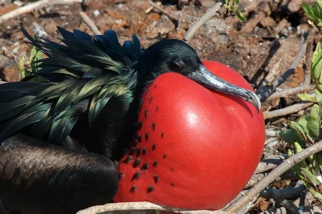8. Frigate Bird batchelor