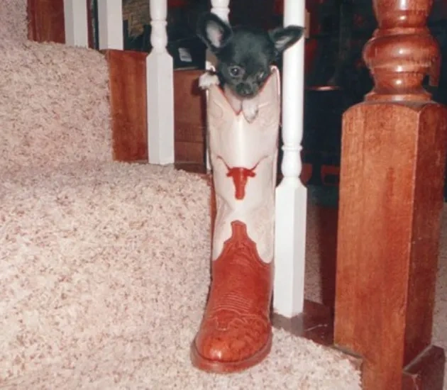 BootsEverett