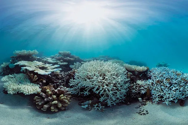 Coral-Bleaching-Maldives1-Richard-Vevers