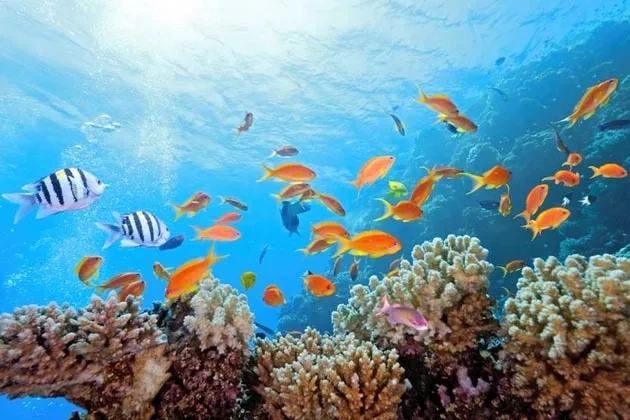 Coral Art& Science