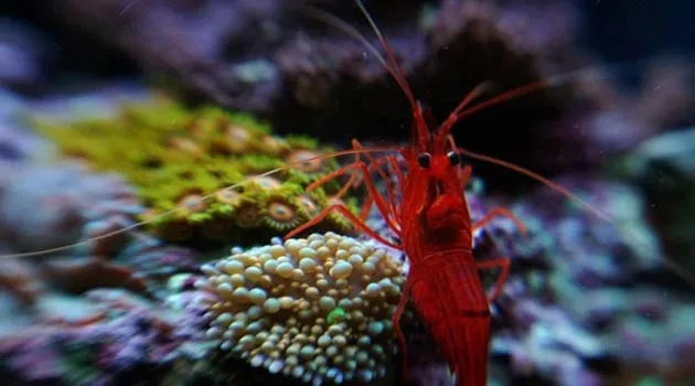 Is 'Coral Safe' the New Organic of the Sea?