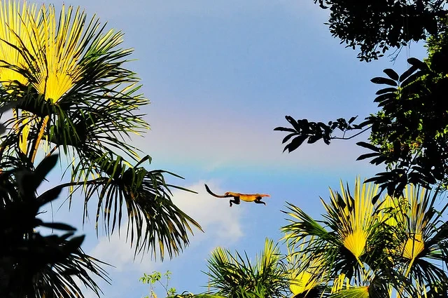 Yasuni National Park