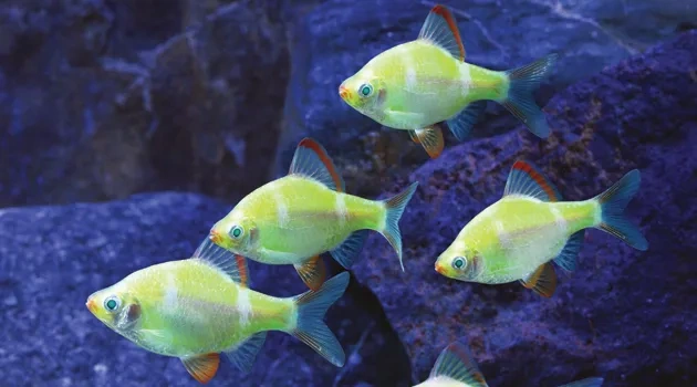Fishy Business