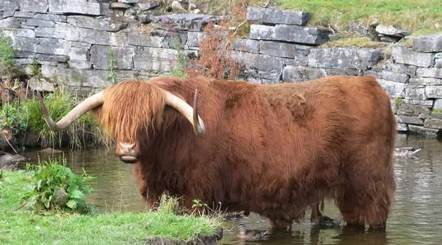 Hook Em longhaired