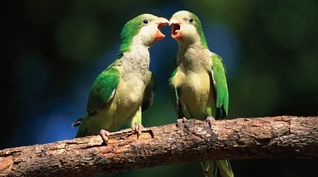 Forty Acres Field Guide: Monk Parakeet
