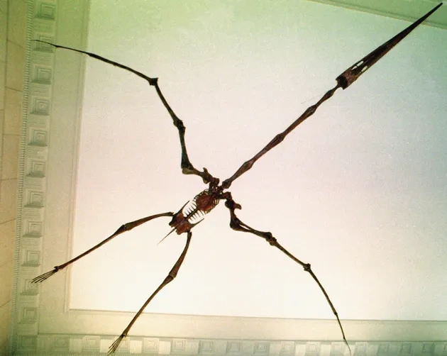 Pterosaur_silhouette