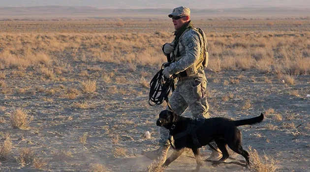 The Dogs of War