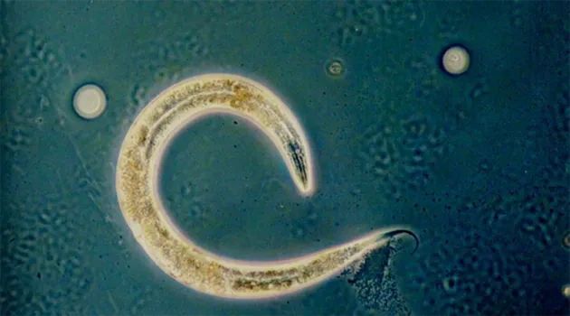 UT Scientists Open Can of Worms on Animal Magnetic Field Detection