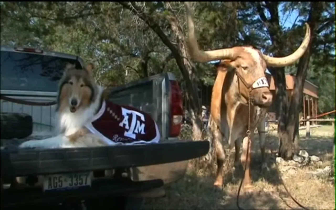 Bevo Hosts Reveille at Home for First Time Ever