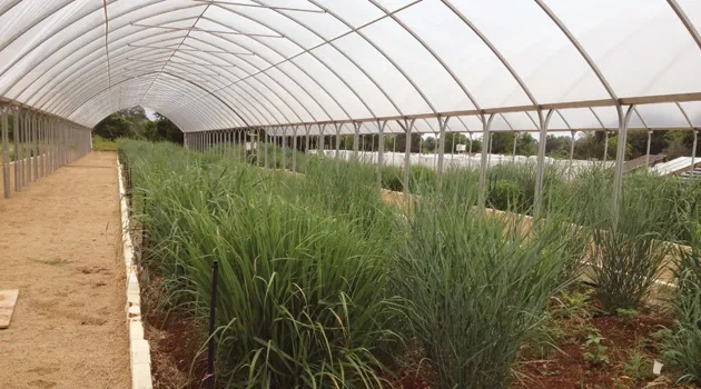 Forty Acres Field Guide: Switchgrass