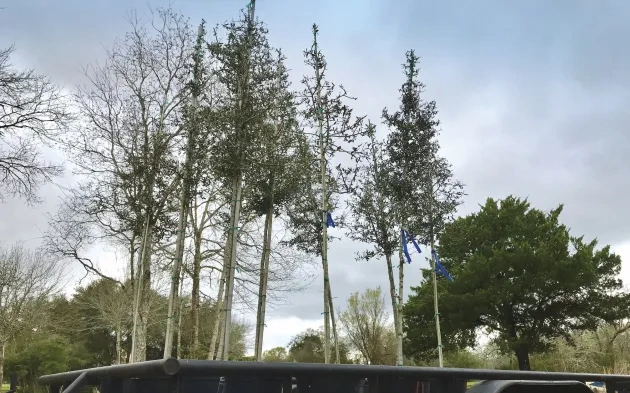 Trees on Trailer 2019