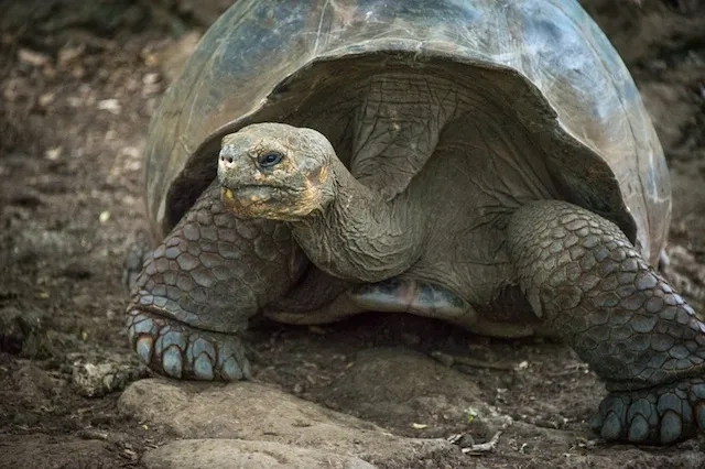 Turtle