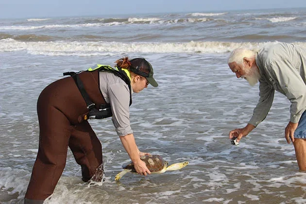 UT Scientists Rescue Sea Turtles From the Cold