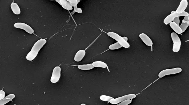 UT Biologist Discovers Source of 50-Year Cholera Pandemic