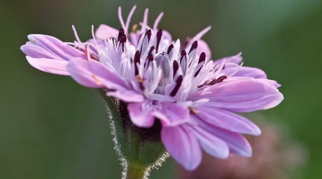 Despite Drought, Spring Outlook Strong for Texas Wildflowers
