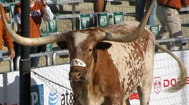 Bevo Photo Contest: And the Winner Is...