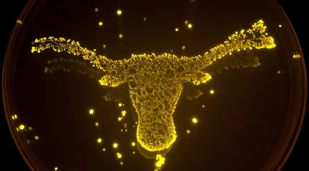 Behold the Glory of This Petri-Dish Longhorn