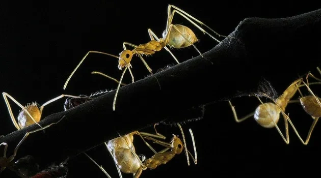 Crazy Ants Invade Texas