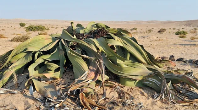 Forty Acres Field Guide: Welwitschia
