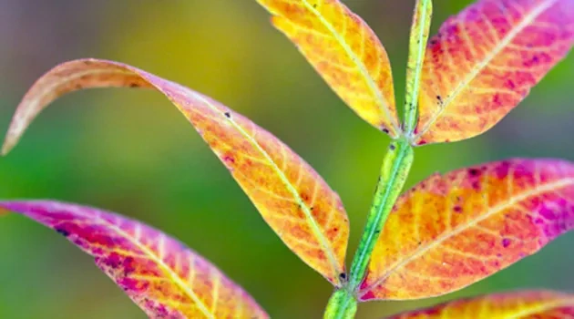 At Wildflower Center Photo Exhibit, a Fresh Take on Fall