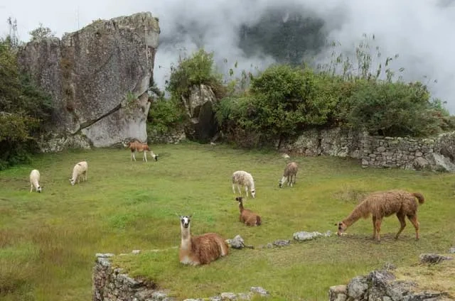llamas