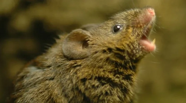 mouse_630x350_scaled_cropp