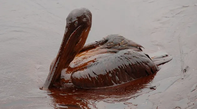 UT Scientists Net $7 Million to Research Oil Spill's Impact