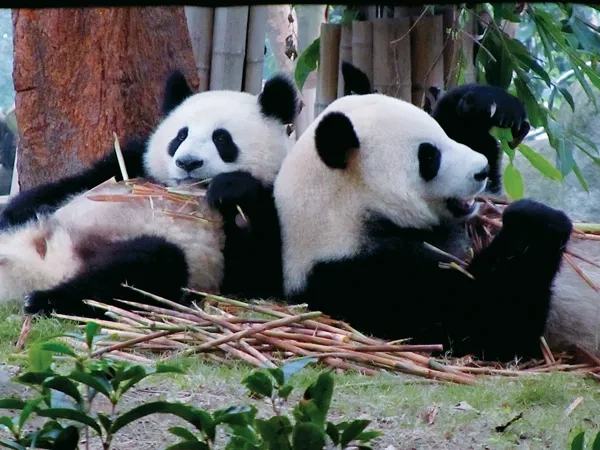 pandas