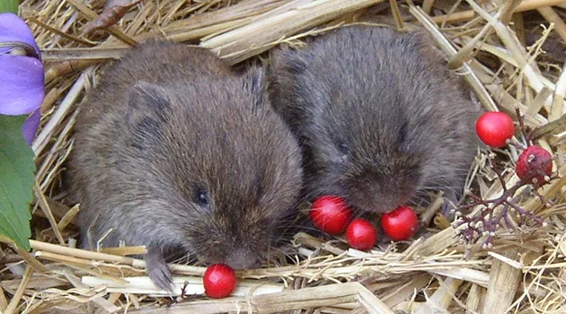 prairie_voles