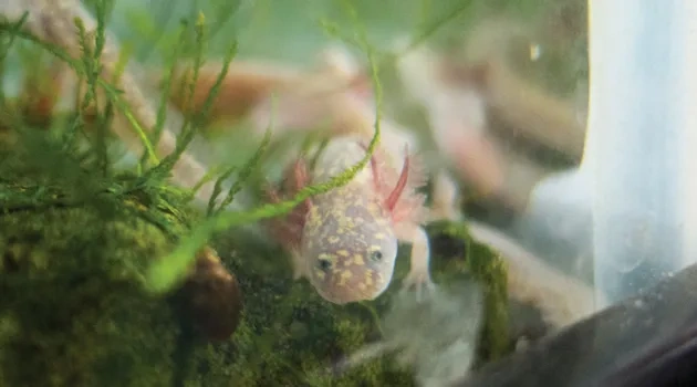 Forty Acres Field Guide: Barton Springs Salamander