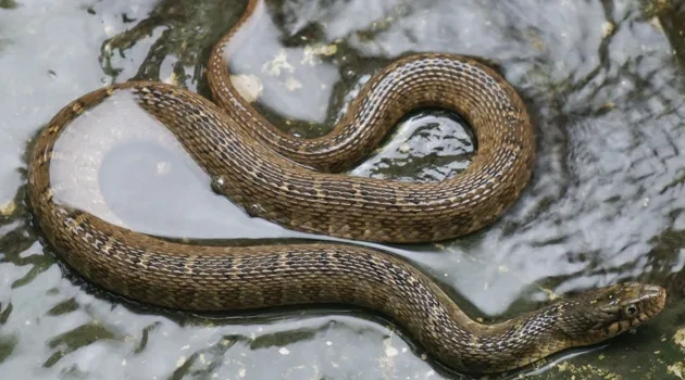 Forty Acres Field Guide: Blotched Watersnake