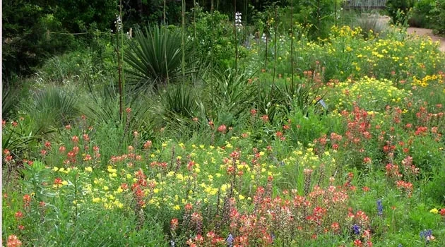 The Wildflower Center Needs Donations To Maintain Views Such As This