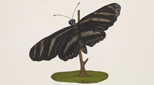 Forty Acres Field Guide: Zebra Longwing Butterfly