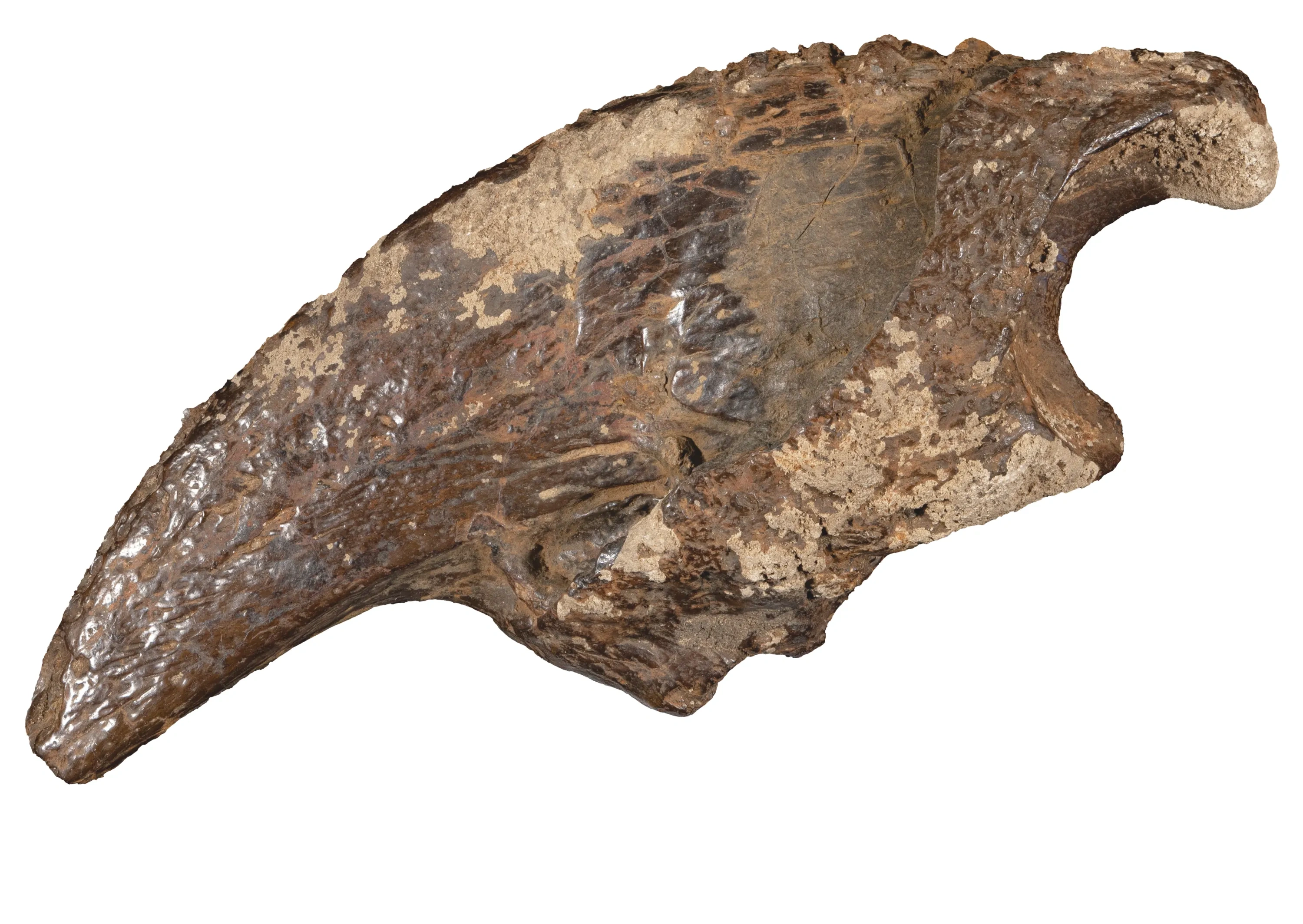 A fossilized claw.