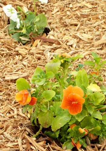 Close Up of Pansies